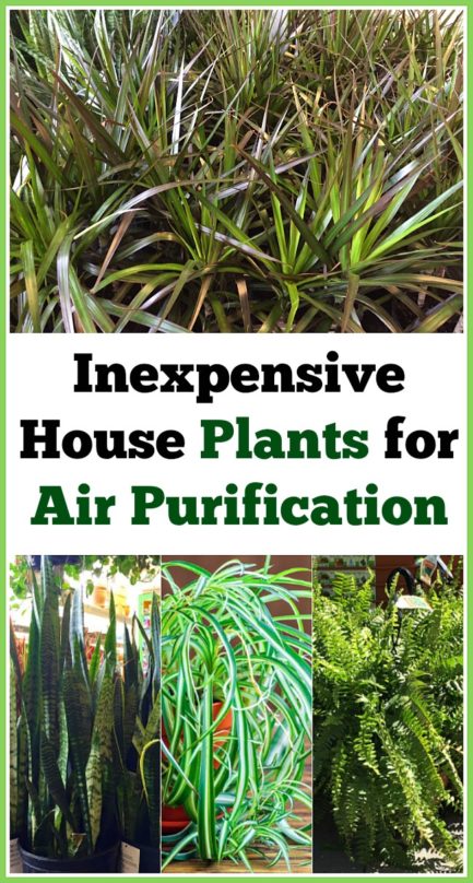 Inexpensive Houseplants For Air Purification