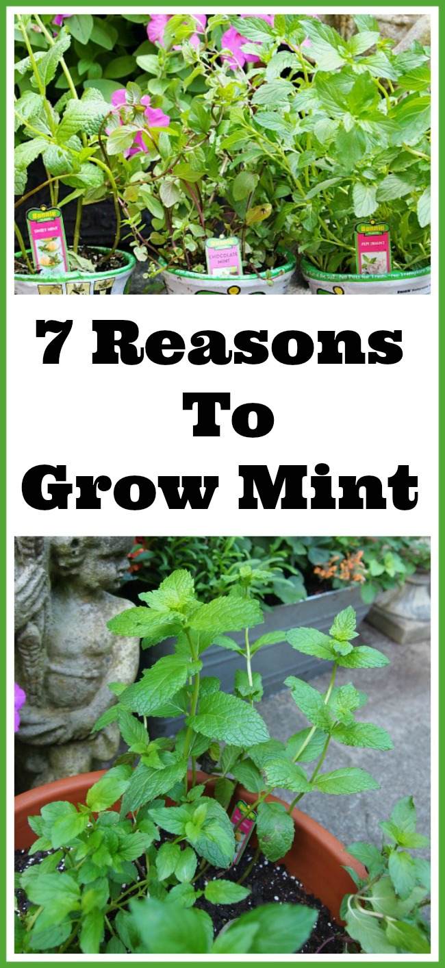 7 Reasons To Grow Mint