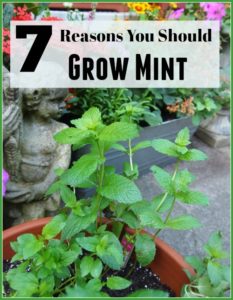 7 Reasons You Should Grow Mint