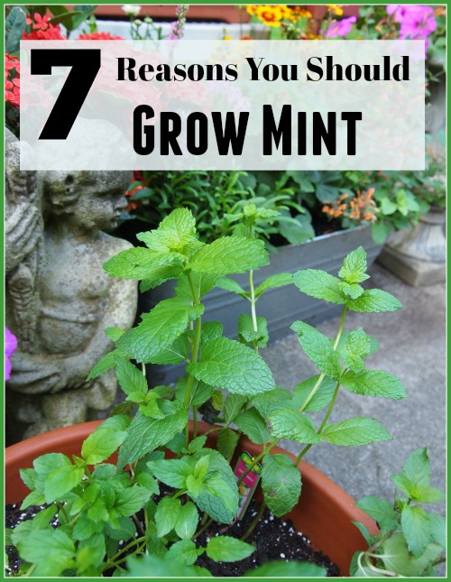 7 Reasons You Should Grow Mint - Mint is one of the easiest herbs to grow and one of the most versatile to use, which is why many gardeners consider it a staple plant in their yards. Here are 7 reasons you should grow mint, so you can see all that this sweet little herb has to offer you. You might just find that mint is one of the best herbs you can grow! Gardening, Herb Gardening, Container Gardening, What can you do with mint