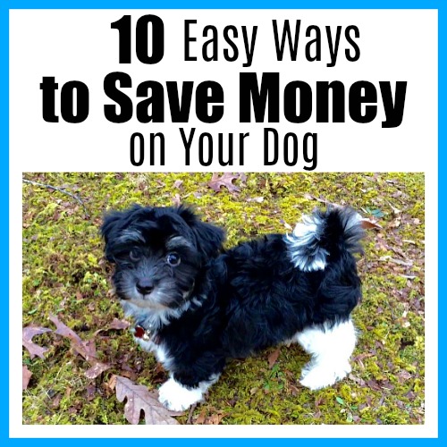 10 Easy Ways to Save Money on Your Dog- Dogs make wonderful additions to any family. But they're not necessarily cheap! Luckily, there are ways to have a happy, healthy dog, and for less. Take a look at these 10 easy ways to save money on your dog! These frugal pet tips are easy to implement, and can save you tons! | pet ownership, getting a dog, puppies, Havanese, frugal dog owners, how to spend less on pet expenses, #dog #puppy #moneySavingTips #frugalLiving