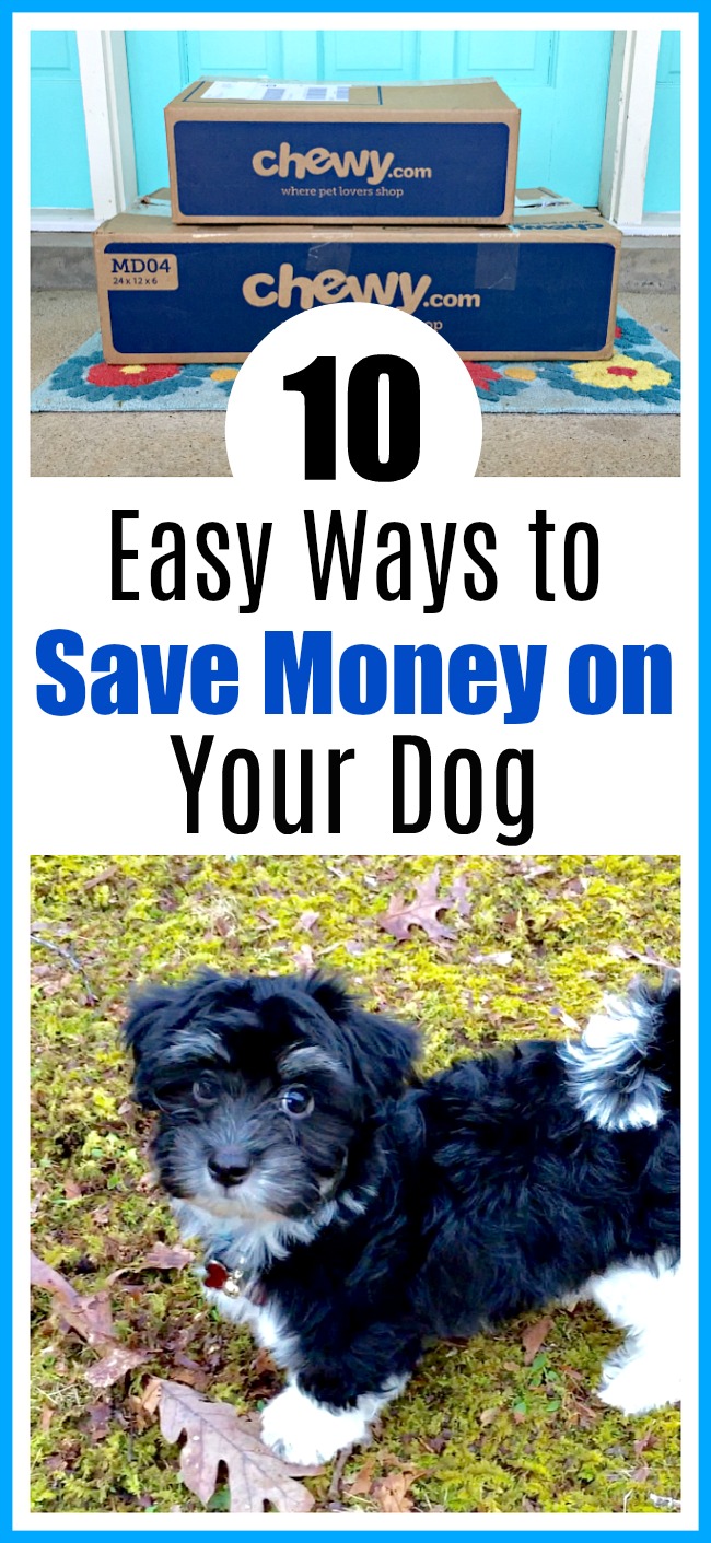 10 Easy Ways to Save Money on Your Dog- Dogs make wonderful additions to any family. But they're not necessarily cheap! Luckily, there are ways to have a happy, healthy dog, and for less. Take a look at these 10 easy ways to save money on your dog! These frugal pet tips are easy to implement, and can save you tons! | pet ownership, getting a dog, puppies, Havanese, frugal dog owners, how to spend less on pet expenses, #dog #puppy #moneySavingTips #frugalLiving