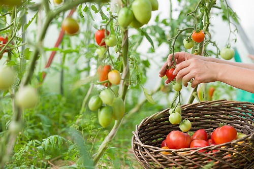 Frugal Vegetables Your Grandma Used to Grow in Her Garden- Tomatoes. | #backyardGarden #saveMoney #frugal #growYourOwn #vegetables #frugalLiving #moneySaving #moneySavingTips #gardening #garden