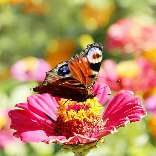 Butterfly Garden