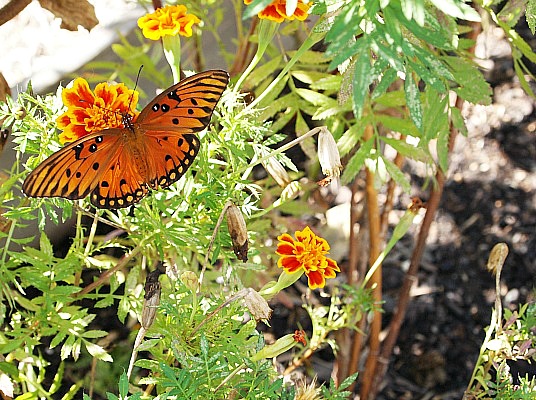 How to Build a Butterfly Garden- Butterfly gardens are beautiful, fun to build, and a great way to help out your local butterfly populations! If you want to build a butterfly garden in your yard, check out this guide! Getting started is a lot easier than you might think! | #butterflyGarden #gardening #garden #butterflies #butterfly #gardeningTips