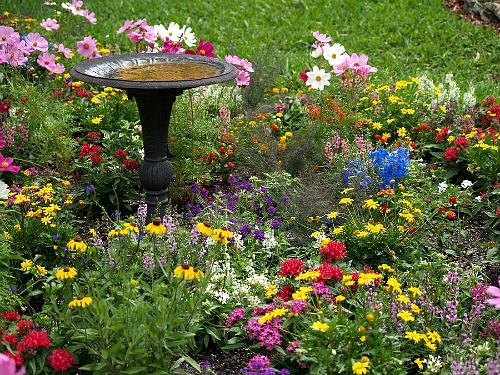 How to Build a Butterfly Garden- Butterfly gardens are beautiful, fun to build, and a great way to help out your local butterfly populations! If you want to build a butterfly garden in your yard, check out this guide! Getting started is a lot easier than you might think! | #butterflyGarden #gardening #garden #butterflies #butterfly #gardeningTips