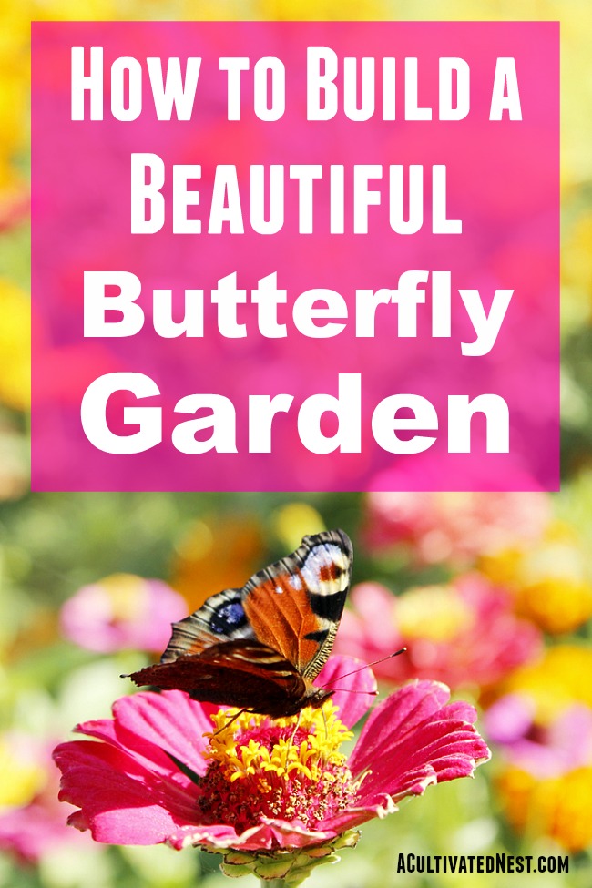 How to Build a Butterfly Garden- Butterfly gardens are beautiful, fun to build, and a great way to help out your local butterfly populations! If you want to build a butterfly garden in your yard, check out this guide! Getting started is a lot easier than you might think! | #butterflyGarden #gardening #garden #butterflies #butterfly #gardeningTips