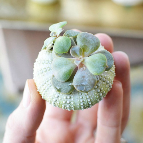 Diy Succulent Planters Made With Sea Urchin Shells A Cultivated Nest