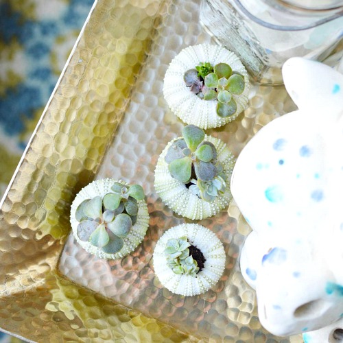 Diy Succulent Planters Made With Sea Urchin Shells A Cultivated Nest