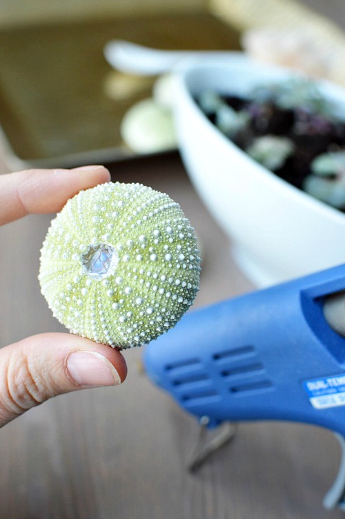 DIY Sea Urchin Succulent Planters- A lovely natural way to display your succulents is in sea urchin shells! Here is how to turn a bunch of empty shells into lovely DIY sea urchin succulent planters! This is such an easy craft, and the end result works great with beach themed decor! | indoor gardening, ways to decorate with succulents, #DIY #craft #succulent #beach