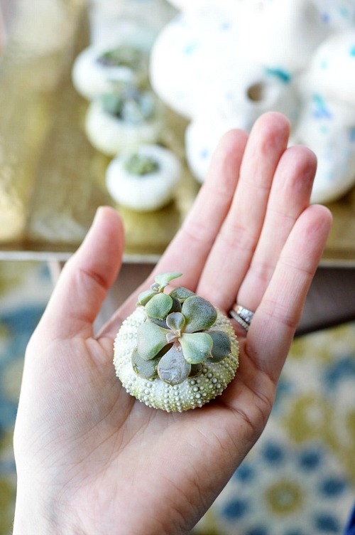 DIY Sea Urchin Succulent Planters- A lovely natural way to display your succulents is in sea urchin shells! Here is how to turn a bunch of empty shells into lovely DIY sea urchin succulent planters! This is such an easy craft, and the end result works great with beach themed decor! | indoor gardening, ways to decorate with succulents, #DIY #craft #succulent #beach