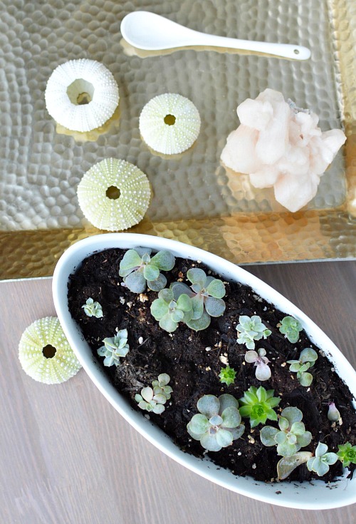 DIY Sea Urchin Succulent Planters- A lovely natural way to display your succulents is in sea urchin shells! Here is how to turn a bunch of empty shells into lovely DIY sea urchin succulent planters! This is such an easy craft, and the end result works great with beach themed decor! | indoor gardening, ways to decorate with succulents, #DIY #craft #succulent #beach