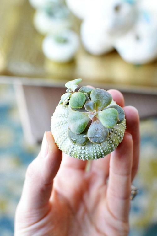 DIY Sea Urchin Succulent Planters- A lovely natural way to display your succulents is in sea urchin shells! Here is how to turn a bunch of empty shells into lovely DIY sea urchin succulent planters! This is such an easy craft, and the end result works great with beach themed decor! | indoor gardening, ways to decorate with succulents, #DIY #craft #succulent #beach