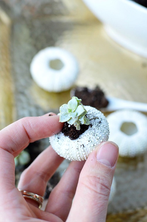 DIY Sea Urchin Succulent Planters- A lovely natural way to display your succulents is in sea urchin shells! Here is how to turn a bunch of empty shells into lovely DIY sea urchin succulent planters! This is such an easy craft, and the end result works great with beach themed decor! | indoor gardening, ways to decorate with succulents, #DIY #craft #succulent #beach