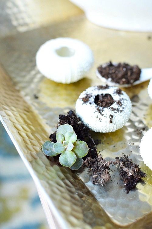 DIY Sea Urchin Succulent Planters- A lovely natural way to display your succulents is in sea urchin shells! Here is how to turn a bunch of empty shells into lovely DIY sea urchin succulent planters! This is such an easy craft, and the end result works great with beach themed decor! | indoor gardening, ways to decorate with succulents, #DIY #craft #succulent #beach