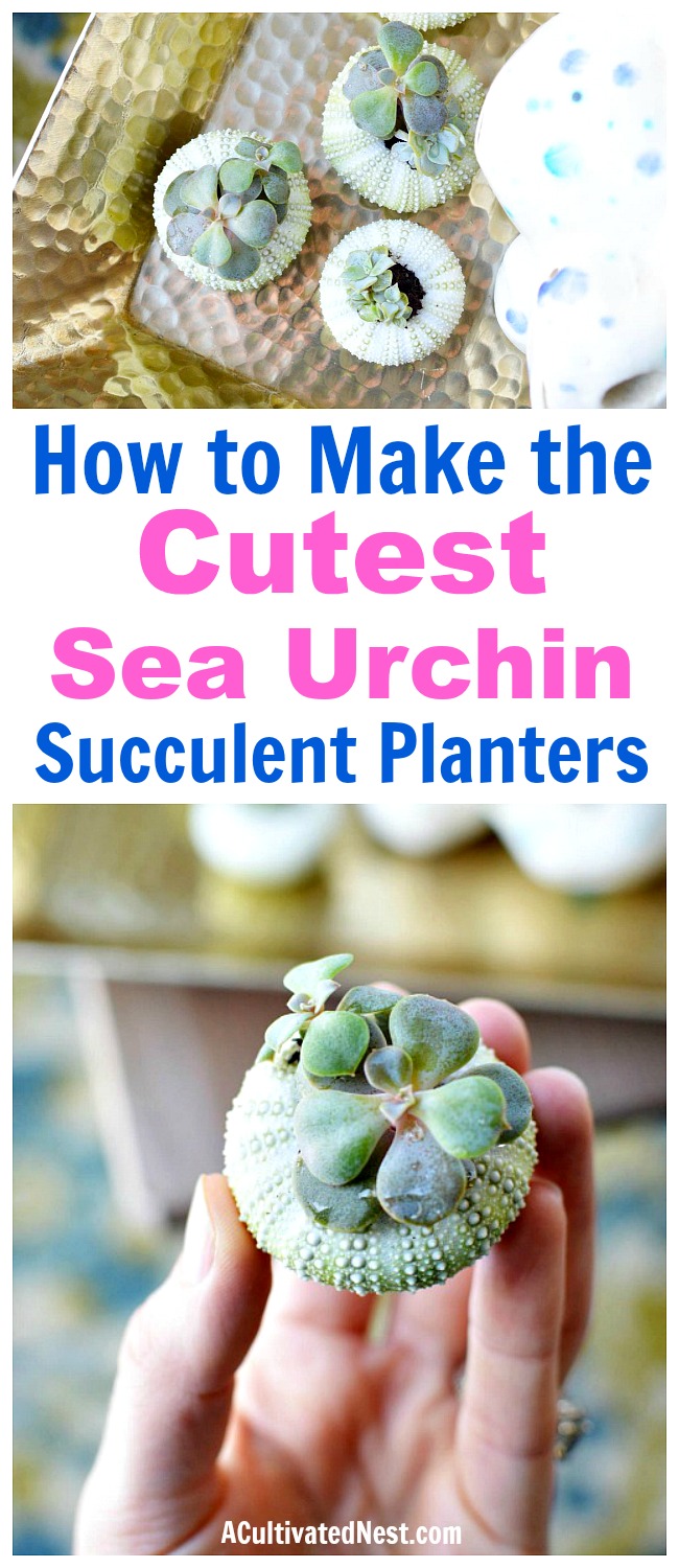 DIY Sea Urchin Succulent Planters- A lovely natural way to display your succulents is in sea urchin shells! Here is how to turn a bunch of empty shells into lovely DIY sea urchin succulent planters! This is such an easy craft, and the end result works great with beach themed decor! | indoor gardening, ways to decorate with succulents, #DIY #craft #succulent #beach