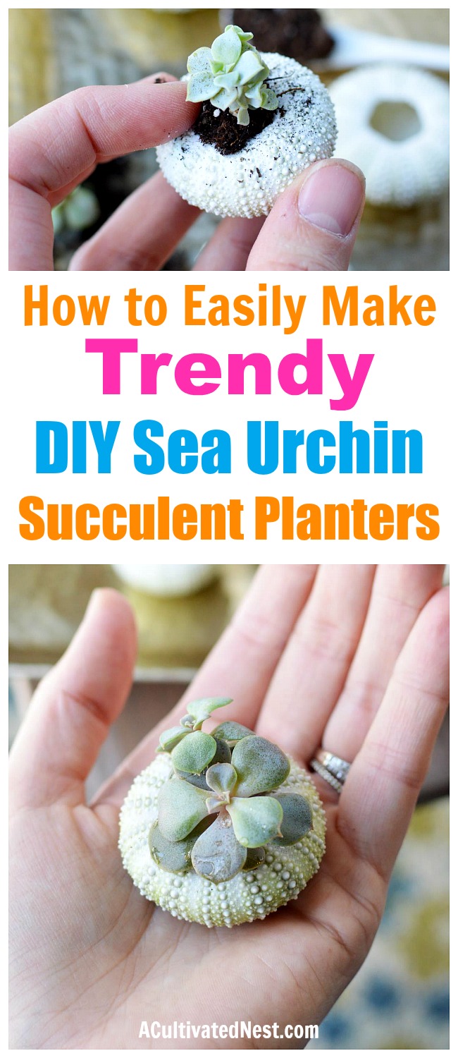 DIY Sea Urchin Succulent Planters- A lovely natural way to display your succulents is in sea urchin shells! Here is how to turn a bunch of empty shells into lovely DIY sea urchin succulent planters! This is such an easy craft, and the end result works great with beach themed decor! | indoor gardening, ways to decorate with succulents, #DIY #craft #succulent #beach