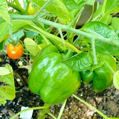 Is Growing Your Own Backyard Garden Worth It?
