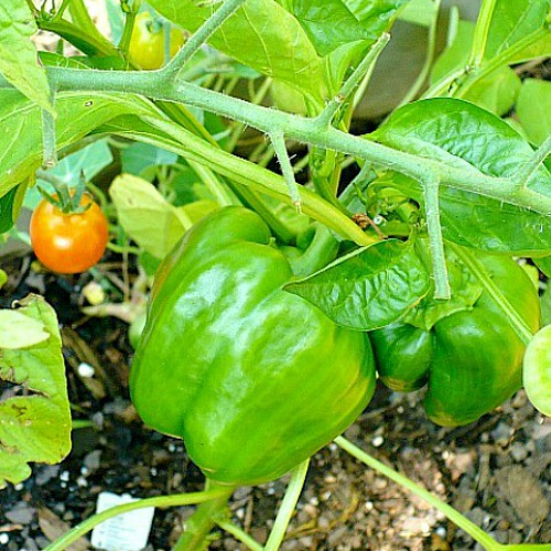 Growing Green Bell Pepper