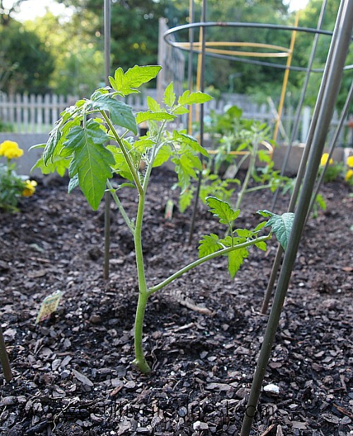 Is Growing Your Own Backyard Garden Worth It?- Gardening is a great way to grow your own all-natural food. But is it worth the money and time? I cover the expenses and benefits of growing your own backyard garden, and share my handy tips for how to start a garden the frugal way! | ways to save money on your garden, how to start a garden for cheap, frugal gardening tips, gardening pros and cons #gardening #growYourOwn #vegetableGardening #backyardGarden