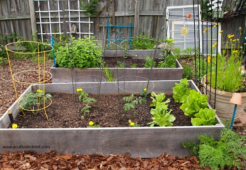 Is Growing Your Own Backyard Garden Worth It?- Gardening is a great way to grow your own all-natural food. But is it worth the money and time? I cover the expenses and benefits of growing your own backyard garden, and share my handy tips for how to start a garden the frugal way! | ways to save money on your garden, how to start a garden for cheap, frugal gardening tips, gardening pros and cons #gardening #growYourOwn #vegetableGardening #backyardGarden