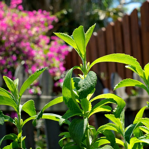 How To Grow An Herbal Tea Garden- Love herb tea? See how simple it can be to grow your own herbal tea garden! First, let’s look at the types of herbs ideal for tea making & we've included some recipes too. | Growing herbs, herbal tea garden, herbal tea, gardening, tea recipes