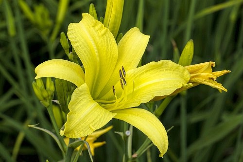 Flowers Your Grandma Used to Grow in Her Garden- Daylily | old fashioned garden, what to grow in a cottage garden, #garden #gardening #flowers #cottageGarden #hydrangea #daylily #foxglove #roses