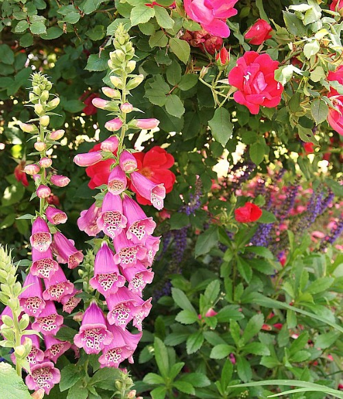 Flowers Your Grandma Used to Grow in Her Garden- Foxglove | old fashioned garden, what to grow in a cottage garden, #garden #gardening #flowers #cottageGarden #hydrangea #daylily #foxglove #roses