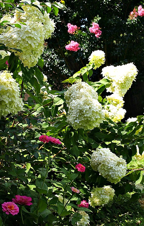 Flowers Your Grandma Used to Grow in Her Garden- Limelight Hydrangea | old fashioned garden, what to grow in a cottage garden, #garden #gardening #flowers #cottageGarden #hydrangea #daylily #foxglove #roses