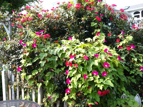 Flowers Your Grandma Used to Grow in Her Garden- Morning Glory | old fashioned garden, what to grow in a cottage garden, #garden #gardening #flowers #cottageGarden #hydrangea #daylily #foxglove #roses