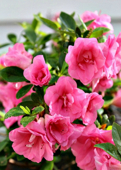 Flowers Your Grandma Used to Grow in Her Garden- Rose of Sharon | old fashioned garden, what to grow in a cottage garden, #garden #gardening #flowers #cottageGarden #hydrangea #daylily #foxglove #roses