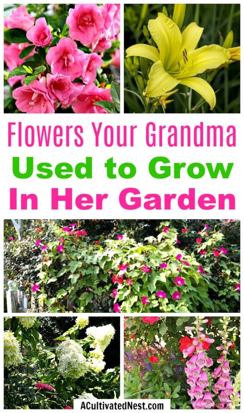 Old-Fashioned Flowers Your Grandma Used to Grow in Her Garden