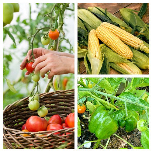 Frugal Vegetables Your Grandma Used to Grow in Her Garden- An easy way to save money on groceries is to grow your own food in a garden. But to save the most money, you need to know what frugal vegetables to grow! | #backyardGarden #saveMoney #frugal #growYourOwn #vegetables #frugalLiving #moneySaving #moneySavingTips #gardening #garden