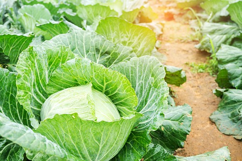 Frugal Vegetables Your Grandma Used to Grow in Her Garden- Cabbage. | #backyardGarden #saveMoney #frugal #growYourOwn #vegetables #frugalLiving #moneySaving #moneySavingTips #gardening #garden