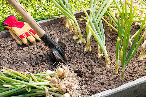 Frugal Vegetables Your Grandma Used to Grow in Her Garden- Onions. | #backyardGarden #saveMoney #frugal #growYourOwn #vegetables #frugalLiving #moneySaving #moneySavingTips #gardening #garden