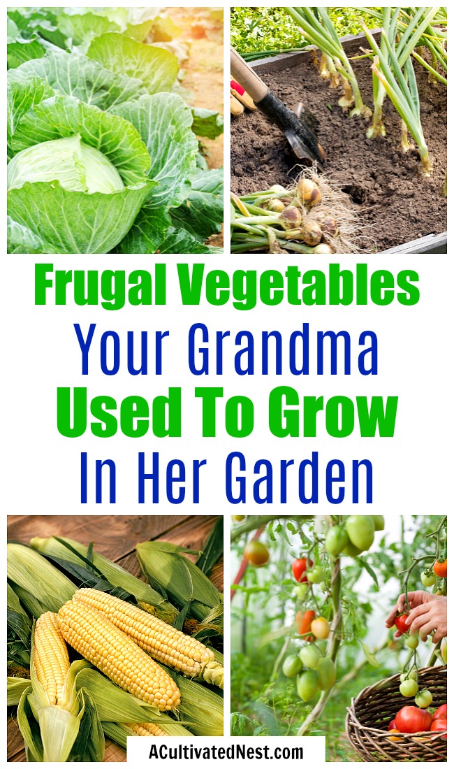 Frugal Vegetables Your Grandma Used to Grow in Her Garden- If you want to save money on food, you should start a garden. But to save the most money, you need to know what frugal vegetables to grow! | #gardening #saveMoney #frugalLiving #growYourOwn #vegetables #frugal #moneySaving #moneySavingTips #backyardGarden #garden