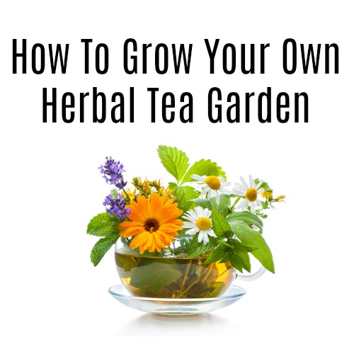 How To Grow An Herbal Tea Garden- Love herb tea? See how simple it can be to grow your own herbal tea garden! First, let’s look at the types of herbs ideal for tea making & we've included some recipes too. | Growing herbs, herbal tea garden, herbal tea, gardening, tea recipes