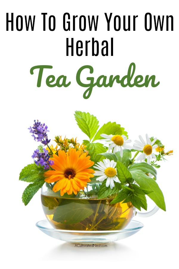 How To Grow An Herbal Tea Garden- Love herb tea? See how simple it can be to grow your own herbal tea garden! First, let’s look at the types of herbs ideal for tea making & we've included some recipes too. | Growing herbs, herbal tea garden, herbal tea, gardening, tea recipes