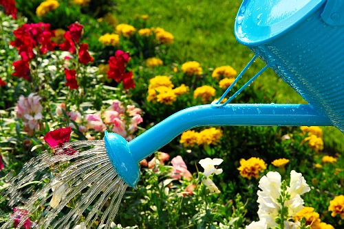 16 Ways to Save Money on Your Water Bill- Watering flowers. | #waterBill #water #frugal #moneySavingTips #moneySaving #saveMoney #waysToSaveMoney #frugalLiving #reduceWaterUsage #utilities