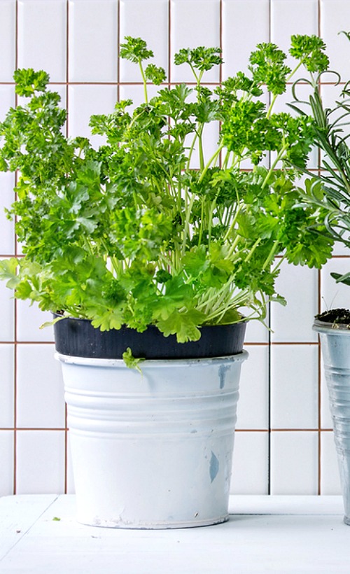 7 Tips for Growing Parsley