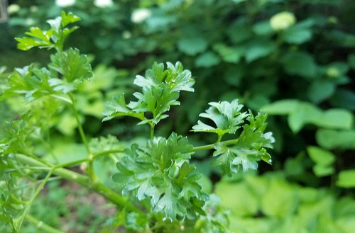 7 Tips for Growing Parsley- Parsley is a very useful (and tasty) herb that can be very easy to grow, if you know a couple of important things! Here are 7 handy tips for growing parsley! | #parsley #herbs #growYourOwn #herbGarden #gardening #garden #gardeningTips