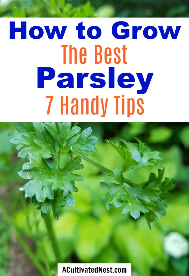 7 Tips for Growing Parsley- Easy Parsley Gardening Tips- A Cultivated Nest