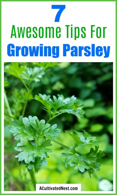 7 Tips for Growing Parsley- Easy Parsley Gardening Tips- A Cultivated Nest