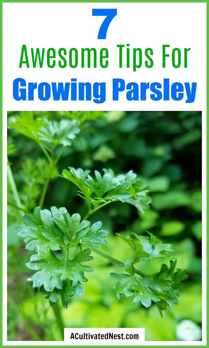 7 Tips for Growing Parsley- Stop buying parsley at the grocery store and grow your own that you can use fresh! Here are my 7 top tips for growing parsley! | #gardening #parsley #herbs #growYourOwn #herbGarden #garden #gardeningTips