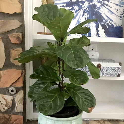 How to Care for a Fiddle Leaf Fig- While fiddle leaf figs may be finicky, they're not hard to keep alive if you know the right tips! Here is how to care for a fiddle leaf fig! | #houseplant #gardening #fiddleLeafFig #indoorGarden #plant #indoorPlant #gardeningTips #indoorGardening