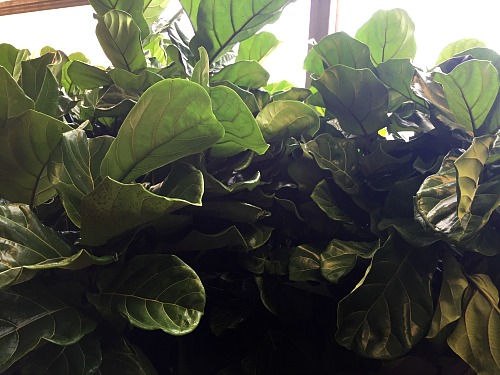 How to Care for a Fiddle Leaf Fig- While fiddle leaf figs may be finicky, they're not hard to keep alive if you know the right tips! Here is how to care for a fiddle leaf fig! | #houseplant #gardening #fiddleLeafFig #indoorGarden #plant #indoorPlant #gardeningTips #indoorGardening