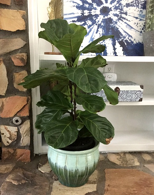 How to Care for a Fiddle Leaf Fig- Fiddle leaf figs are beautiful, but notoriously hard to keep alive. But if you know these handy tips on how to care for a fiddle leaf fig, your plant will thrive! | #houseplant #gardening #indoorGarden #fiddleLeafFig #plant #indoorPlant #gardeningTips #indoorGardening
