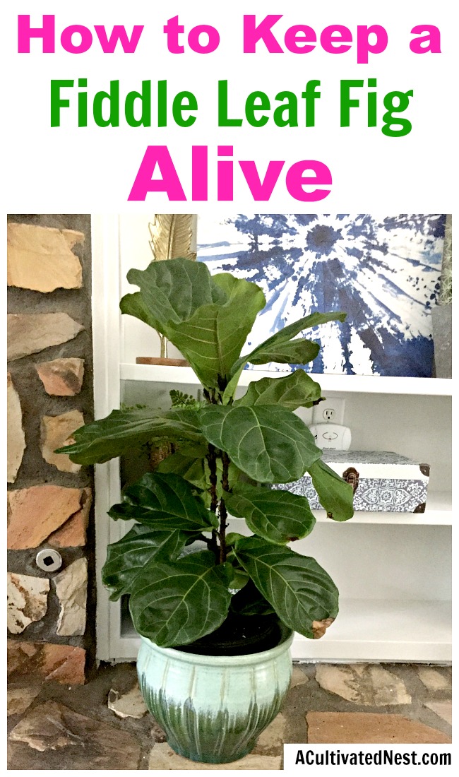How to Care for a Fiddle Leaf Fig- While fiddle leaf figs may be finicky, they're not hard to keep alive if you know the right tips! Here is how to care for a fiddle leaf fig! | #houseplant #gardening #fiddleLeafFig #indoorGarden #plant #indoorPlant #gardeningTips #indoorGardening