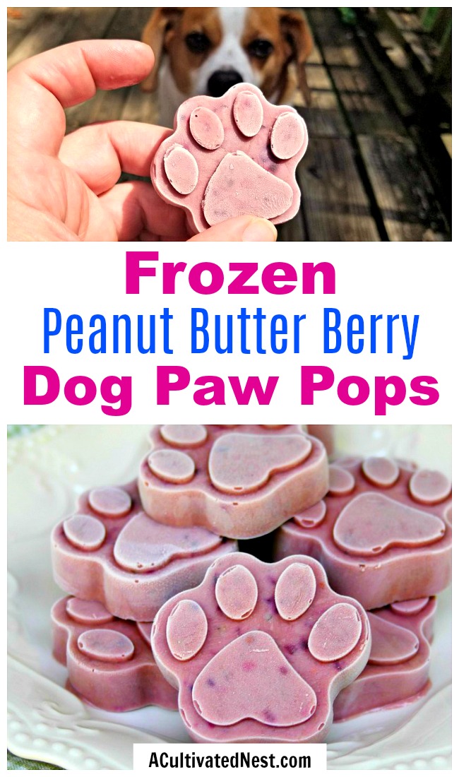 Frozen Dog Treats: Peanut Butter Berry Pops- Give your fur baby a special treat on a hot day and make these delicious homemade frozen dog treats! They contain delicious peanut butter and healthy berries! | frosty dog treat copycat, pupsicle, dog pop, homemade dog treat recipe #recipe #dog #dogTreat #popsicle #puppy #homemade #DIY
