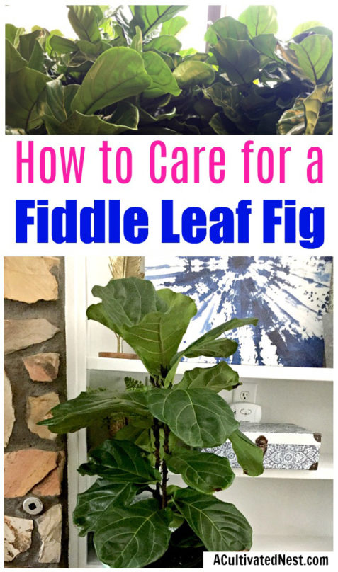 How to Care for a Fiddle Leaf Fig- Houseplant Care Tips- A Cultivated Nest